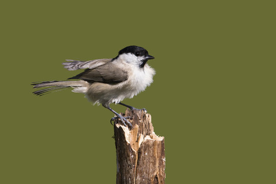 M&eacute;sange nonnette