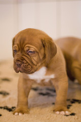 puppy dogue de bordeaux mastiff