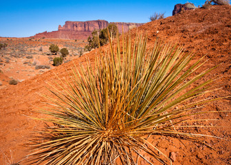 Navajo Tribal Park