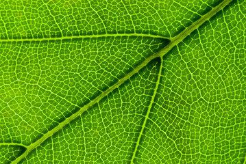 Leaf vein structure