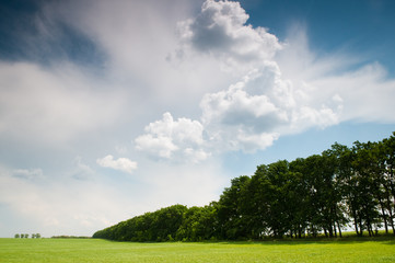 forest belt in the field