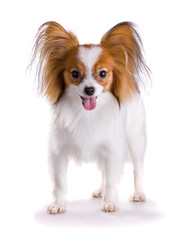 Dog of breed papillon