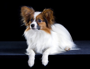 Papillon dog