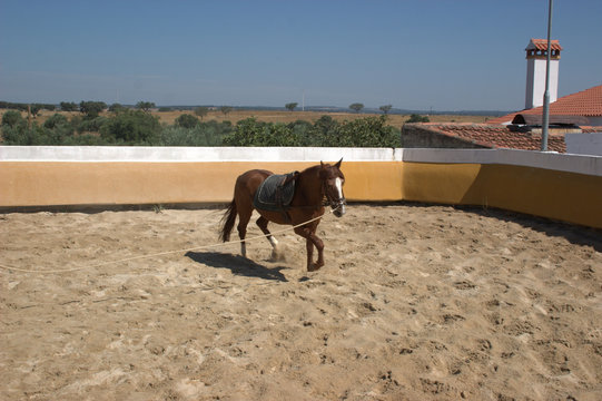 Cavalo No Ribatejo