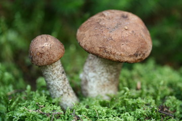 Mushrooms