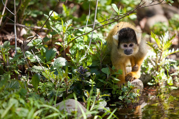 Cute young squirrelmonkey