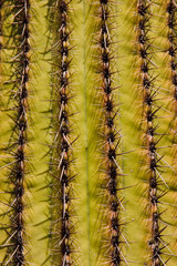Saguaro Cactus on the Arizona Desert