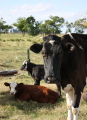 Obraz premium Cow and calves