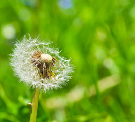Schönheit ist vergänglich