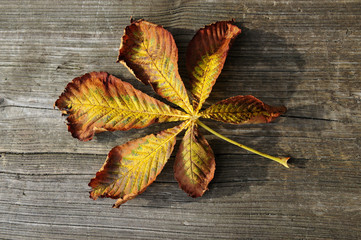 herbst
