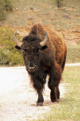 Fototapeta premium Healthy American Buffalo