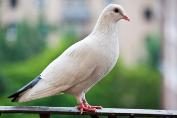 Proud pigeon
