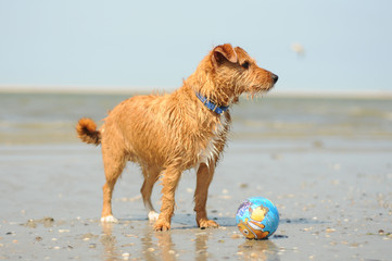 Drahthaarterrier © Stefan Richter