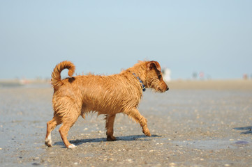 Drahthaarterrier