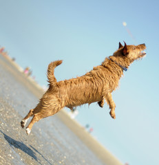 Drahthaarterrier