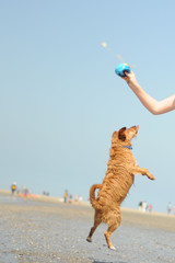 Drahthaarterrier