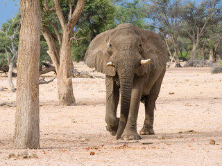 Fototapeta premium Elephant charging forward