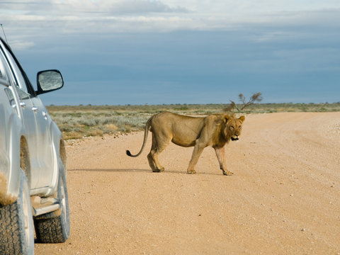 Lion walking by car, Namibia