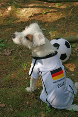 fussball wm