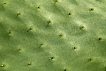 prickly pear cactus nopal detail  Mediterranean area - Powered by Adobe