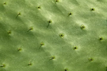 Photo sur Plexiglas Cactus figue de Barbarie, cactus, nopal, détail, région méditerranéenne