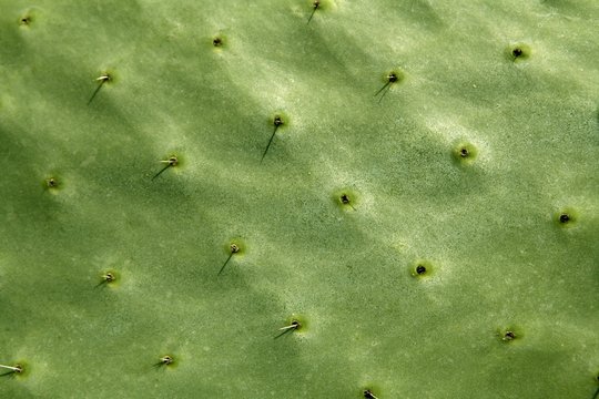 prickly pear cactus nopal detail  Mediterranean area