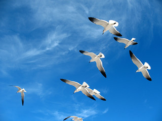 Seagulls