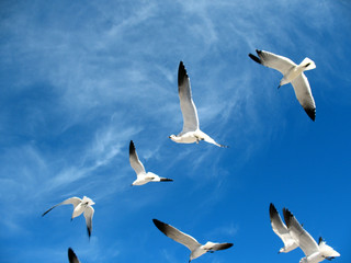 Seagulls