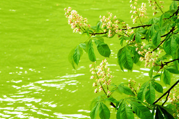 Kastanienblüte über dem Wasser