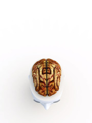 Open Top Anatomical Head