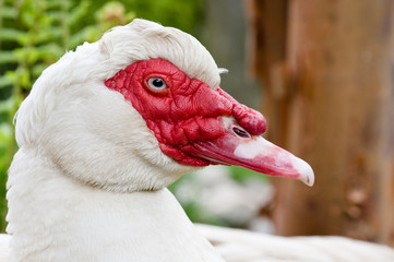 Moscovy Duck