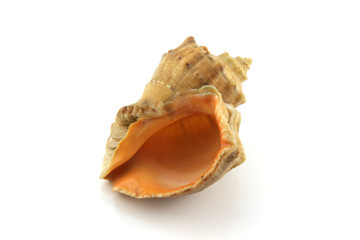Sea shell