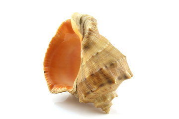 Sea shell