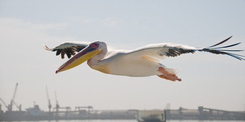 Fototapeta na wymiar Pelican w locie nad portem