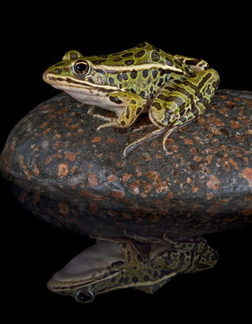 Leopard frog reflection