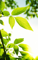 Green leaves with sun ray