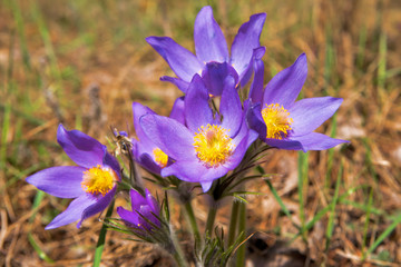 pasqueflower