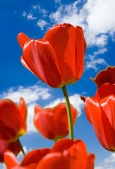tulpe