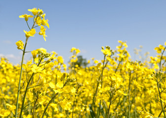 blühendes Rapsfeld