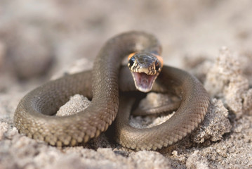 любимая подруга