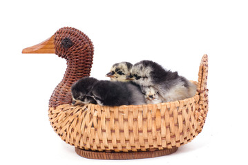 couvée de poussins dans un panier en osier © Magalice