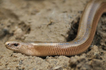 Slow Worm (Anguis fragilis)