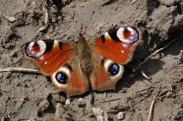 European Peacock (Inachis io) on ground