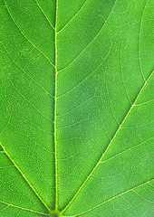 Obraz premium Détail d'une feuille - Macro photographie