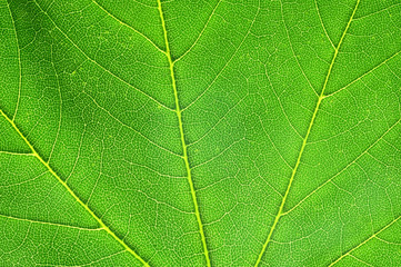 Détail d'une feuille - Macro photographie