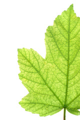 Détail d'une feuille - Macro photographie