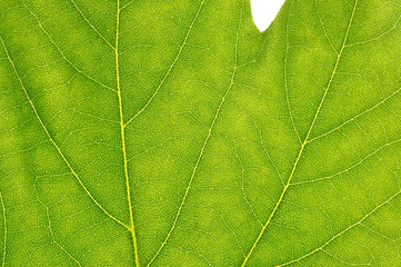 Détail d'une feuille - Macro photographie