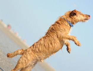 Terrier
