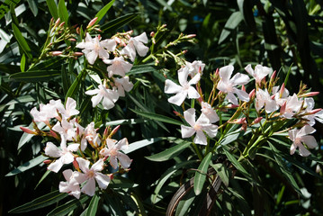 orchidee