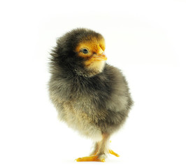 little baby chicken